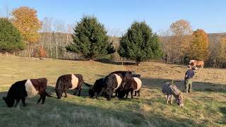 Rotational Grazing Belted Galloway Cattle Haflinger Ponies and a mini donkey part 9 of 12 [upl. by Zondra]