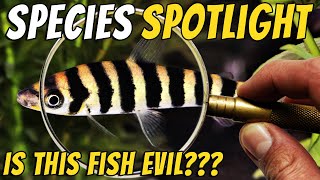 Discover the Misunderstood Banded Leporinus Fish  Leporinus fasciatus [upl. by Rayshell]