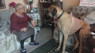 Great Dane Dog will have you Rolling On the Floor Laughing 😂 [upl. by Feldman810]