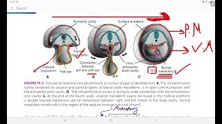 Embryology of Coelomic Cavity and Peritoneum GI Embryology Lec 1 [upl. by Eenitsed]