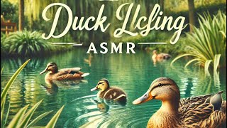 Relaxing Duckling ASMR Baby Ducks Swim and Splash in the Pond [upl. by Ylla]