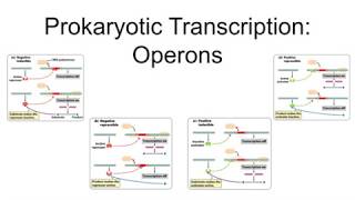 Prokaryotic Transcription  Operons [upl. by Funch]