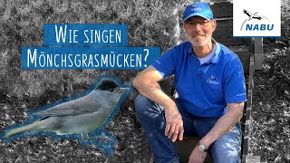 Die Mönchsgrasmücke  Vogelstimmen mit Martin Klatt [upl. by Trubow420]