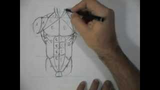 Como Desenhar Anatomia  tronco frontal e lateral [upl. by Gabriel]