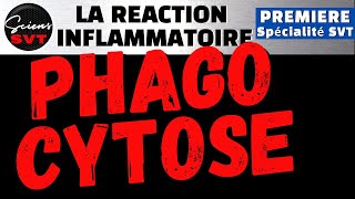 La PHAGOCYTOSE à la fin de la REACTION INFLAMMATOIRE  IMMUNOLOGIE  PREMIERE SPECIALITE SVT [upl. by Eneri]