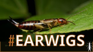 EARWIGS Information and Growing Tips Dermaptera 🦋 🐛 🐝 🐞 🐜 🕷 🕸 🦂 🦗 🦟 [upl. by Iveel379]