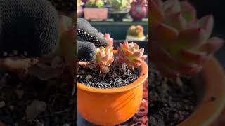 Useful tips for succulents 🪴 suculentas 다육이들 多肉植物 garden Shorts [upl. by Ahtnamas]