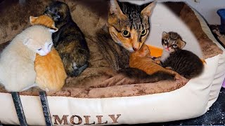 Rescued mother cat still shy and hiding the newborn kittens are waiting for their mother Episode 7 [upl. by Teage]