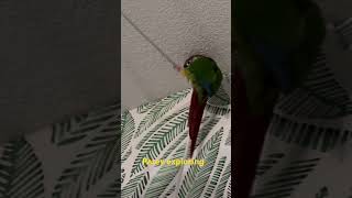 Petey the conure exploring [upl. by Annabell]