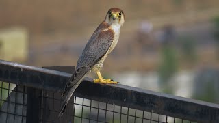 red necked falcon chick begging for food [upl. by Ma579]