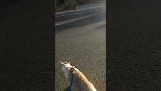 Leash Trained Cat Crosses Street [upl. by Larimor555]