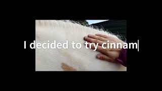 Cinnamon for horses [upl. by Milissa]