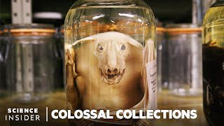 Why 11 Million Embalmed Specimens Are Stored In The Field Museums Basement  Colossal Collections [upl. by Eeliak814]