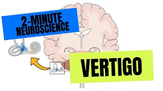 2Minute Neuroscience Vertigo [upl. by Einahpad]