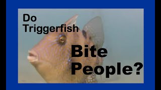 Triggerfish BITE [upl. by Eves]