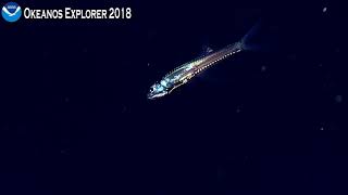 Okeanos Explorer Video Bite Photophores of a MidWater Column Fish [upl. by Kciv]