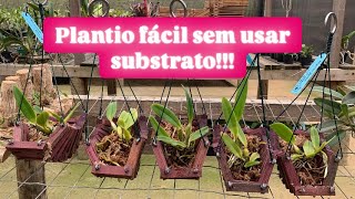 PLANTIO DE ORQUÍDEAS SEM SUBSTRATO [upl. by Ayimat124]