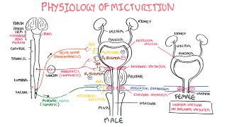 Physiology of Micturition [upl. by Ama481]