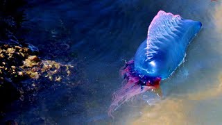 VENOMOUS PREDATOR The Portuguese Man O War  Oceana [upl. by Gronseth]