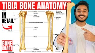 tibia bone anatomy 3d  anatomy of tibia bone attachments anatomy  bones of lower limb anatomy [upl. by Biamonte]