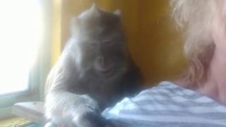 ASMR Monkey Slap Slap Love Taps Bugs Bullock [upl. by Anez]