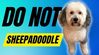 7 Reasons You SHOULD NOT Get a Sheepadoodle Dog [upl. by Neelyahs]