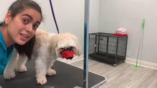 🐶 Grooming a Lhasa Apso Grooming a dog that bites 🐶 [upl. by Henden]