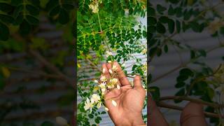 Best nutritious plant food healthyfood plants youtubeshorts garden shotrs shortsfeed [upl. by Alitha]