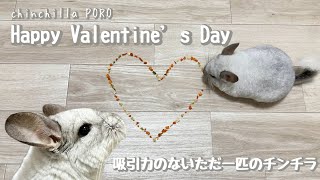 バレンタイン2024  チンチラ掃除機〜吸引力のないただ１匹のチンチラ〜［vlog］  2024214  chinchilla PORO₍ᐢˬᐢ₎ [upl. by Dyan133]