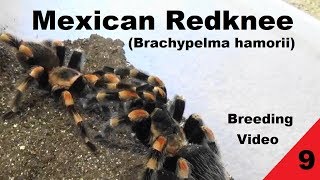 Mexican Redknee  Breeding Video 9 [upl. by Anirod]