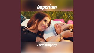 Żółte tulipany [upl. by Joletta]