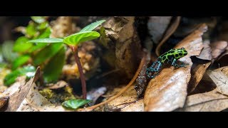 Ranitomeya variabilis quotsouthernquot poison dart frog calling and courting [upl. by Aracat339]