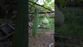 Bottle Gourd Fruit short farming [upl. by Eissirhc]