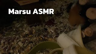 marsu ASMR banaania marsuille🍌 feat Mumma [upl. by Adeys41]