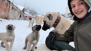 KÖYÜME ÇOK GÜZEL KAR YAĞDIKARGO AÇILIMI [upl. by Beau]