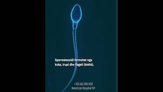 Spermatozoidi [upl. by Dupaix]