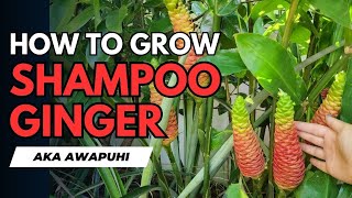 Grow Shampoo Ginger aka Awapuhi with These Expert Tips awapuhi homesteading garden ginger [upl. by Lleval281]