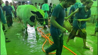 Big Cow Qurbani Bangladesh 2024 Part7 [upl. by Darsie74]