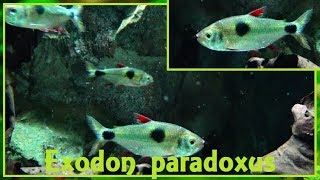 Exodon paradoxus  Müller amp Troschel 1844  Characidae  Bucktooth tetra  ParisFrance  122017 [upl. by Williamsen]