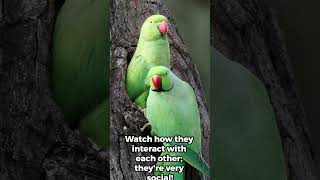 Surprising Facts About the Colorful RingNecked Parakeet ringneckedparakeet parakeets wildlife [upl. by Gilead759]