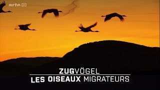 Les Oiseaux Migrateurs  Leur Combat Pour La Survie HD [upl. by Alfredo]