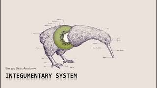 Bio 130  Integumentary System Lesson Video 1 [upl. by Aisad]