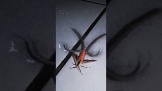 What would you do if you saw this 👀 Australian Horror Moth creepy creature australia [upl. by Yeltrab]