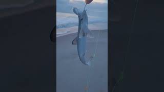 Aquarium size bonnethead shark caught and released at Vero Beach tight lines [upl. by Nah]