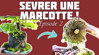 Comment SEVRER une MARCOTTE  🌱 NEJIKAN BONSAI 🌱 [upl. by Didier345]