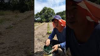 Kalabasang farming music remix yutubeshorts agriculture [upl. by Jorie250]