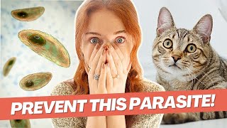 Toxoplasmosis amp Cats Facts You NEED To Know [upl. by Notgnillew]