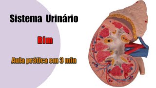 Rim e Seus Componentes  Sistema Urinário  Anatomia Humana [upl. by Navada995]