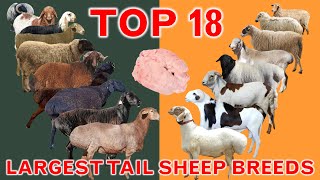 Top 18 Largest Tail Sheep Breeds in the World  FatTailed Rumped  ThinTailed  Country Best Sheep [upl. by Yelsa]