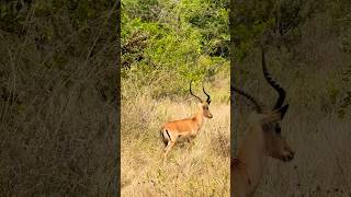 African Antelope wildlife antelope deer 2024 wildlifeadventure [upl. by Tratner298]